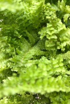 蕨類
