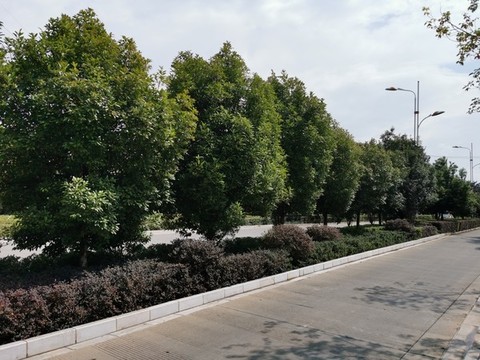 道路工程景觀綠化