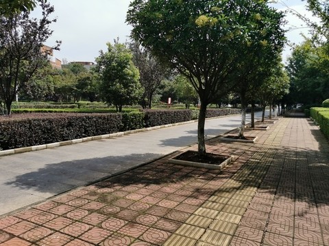 道路工程景觀綠化