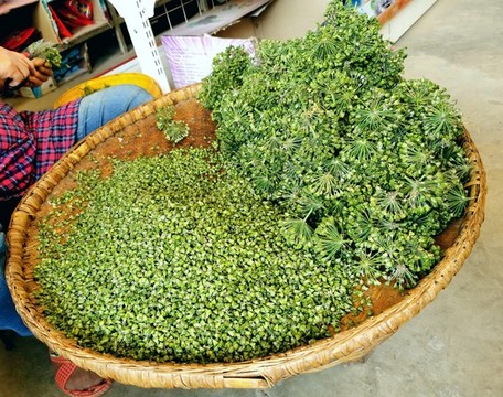 韭菜花