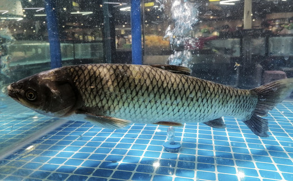 鮮活草魚(yú)