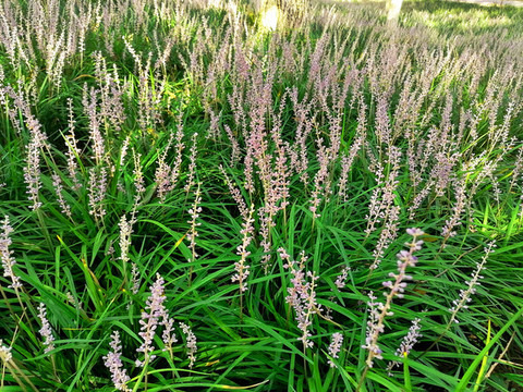 沿階草
