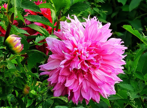 鮮花