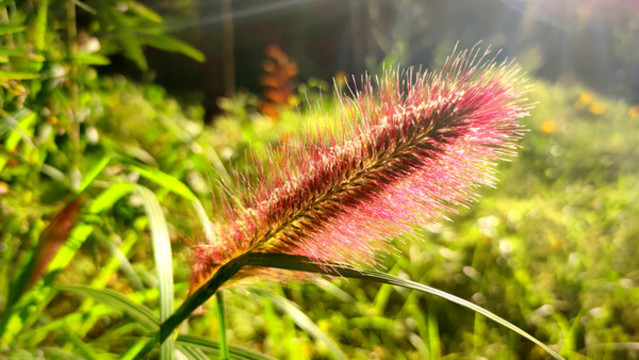 狗尾巴草