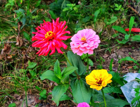鮮花