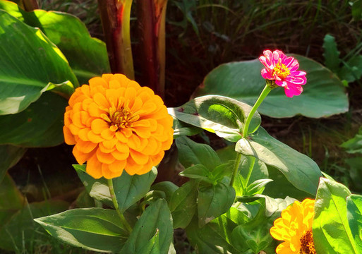 鮮花