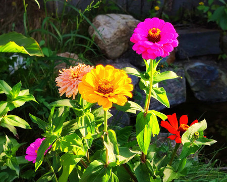 鮮花