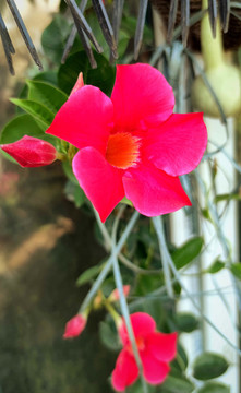 鮮花