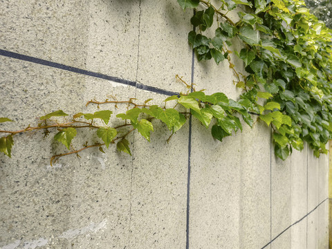 植物墻