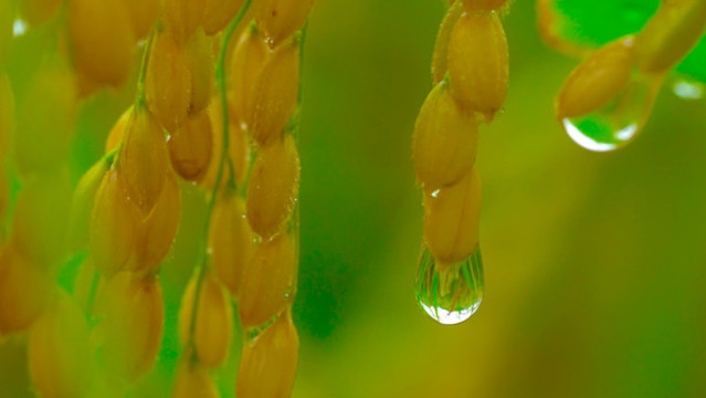 唯美水稻稻花稻穗雨中水珠特寫
