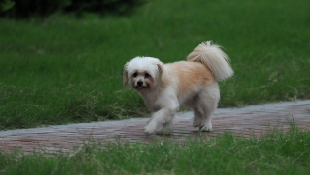 犬