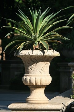 花盆