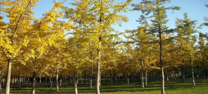 北京奧林匹克森林公園銀杏林