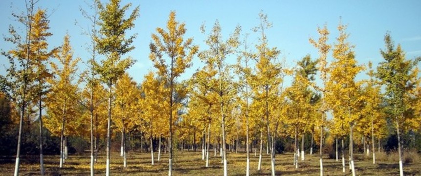 北京奧林匹克森林公園銀杏林