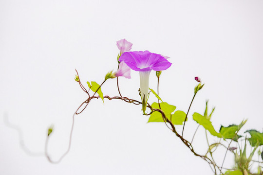 藤與花