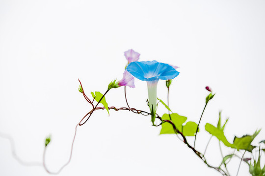 藤與花