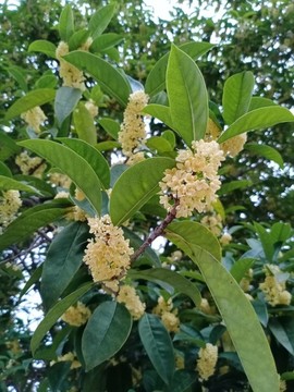 桂花