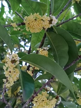桂花