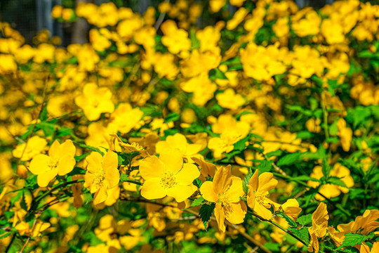 迎春花