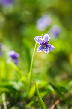 紫色小花