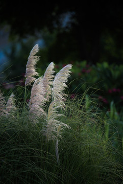 芒草