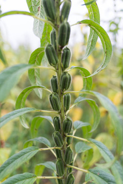 芝麻節(jié)節(jié)高
