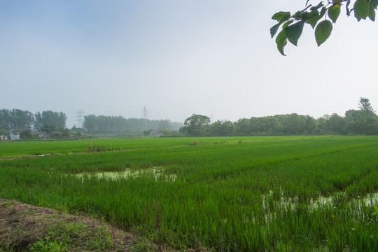 水稻農(nóng)田