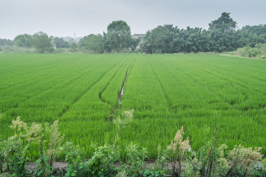 稻田農(nóng)田