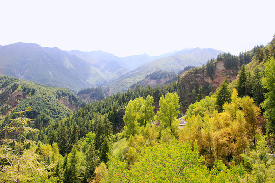 樂都縣央宗寺