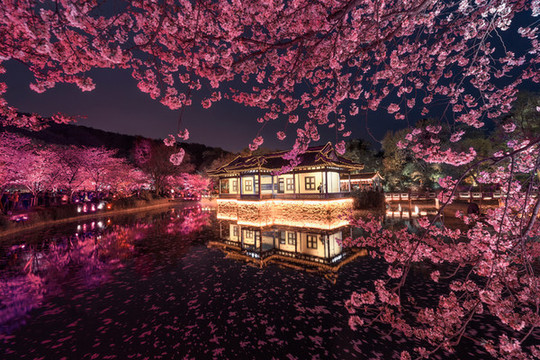 櫻花季夜櫻