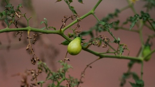 番茄