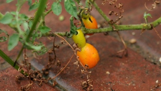 番茄