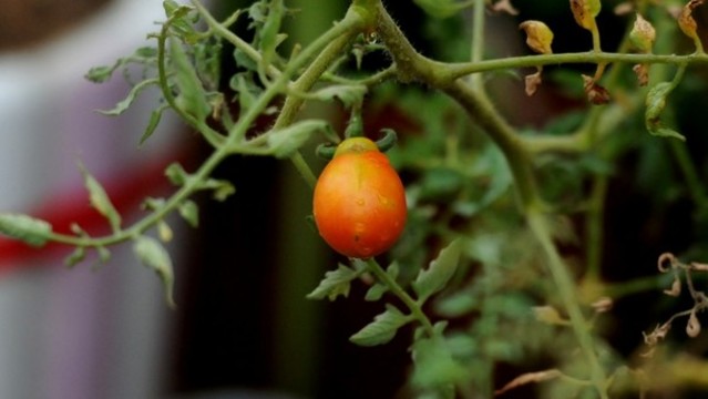 番茄