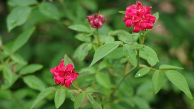 月季花