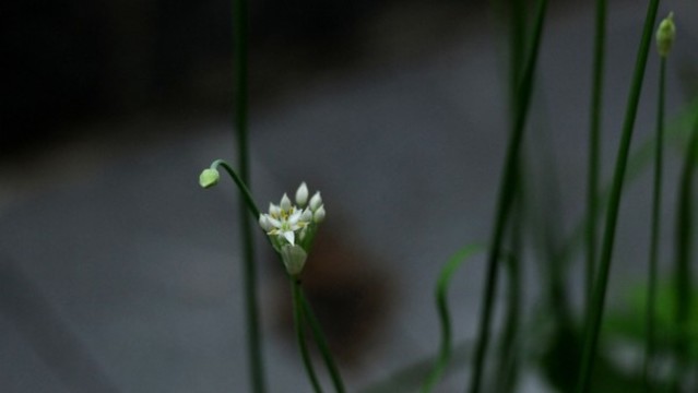 韭菜花