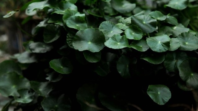 香菇草