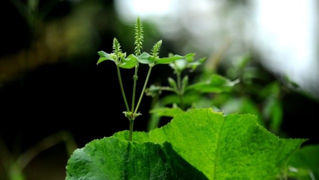 牛膝