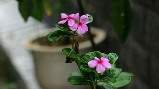 長春花
