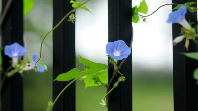 藍色牽牛花