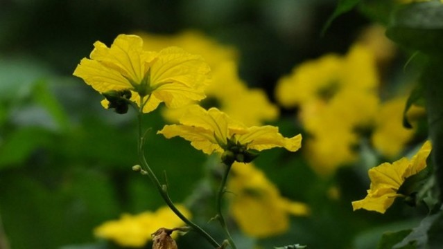 絲瓜花
