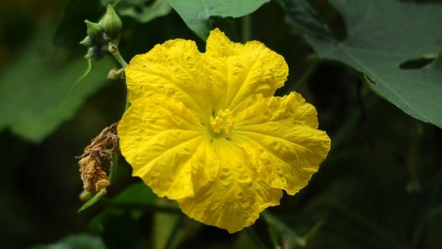 絲瓜花