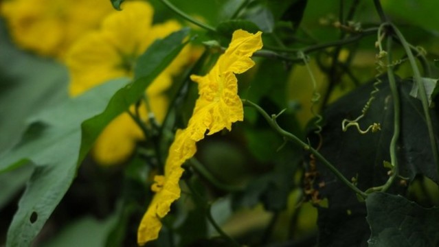 絲瓜花