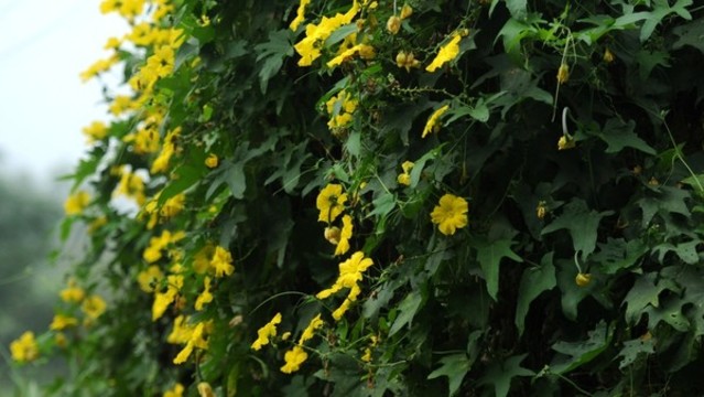 絲瓜