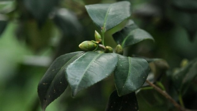 山茶花