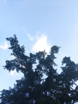 樹與藍(lán)天