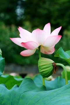 荷花