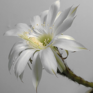 白色仙人掌花特寫