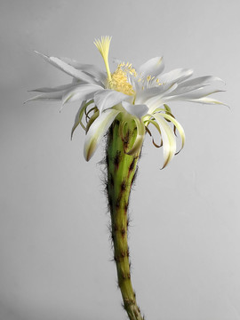 白色仙人掌花特寫