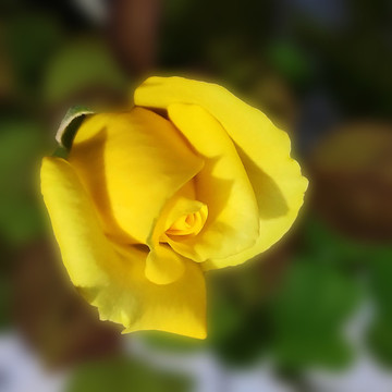 黃色的月季花