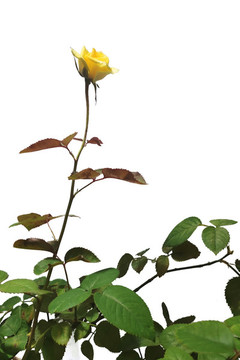一支黃色的月季花